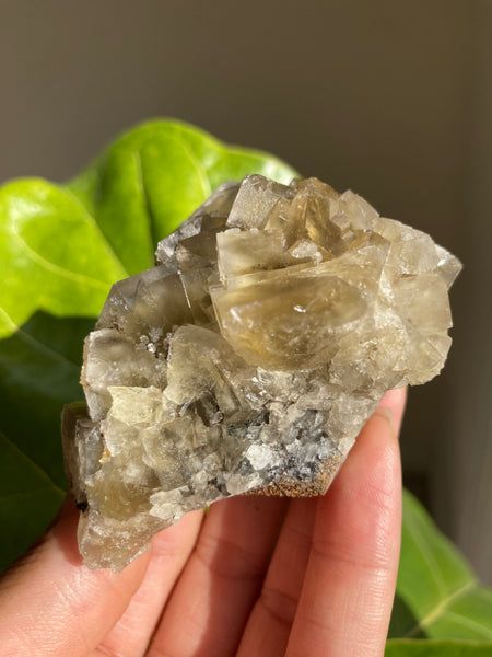 Lady Annabella Mine Fluorite - Harvest Pocket