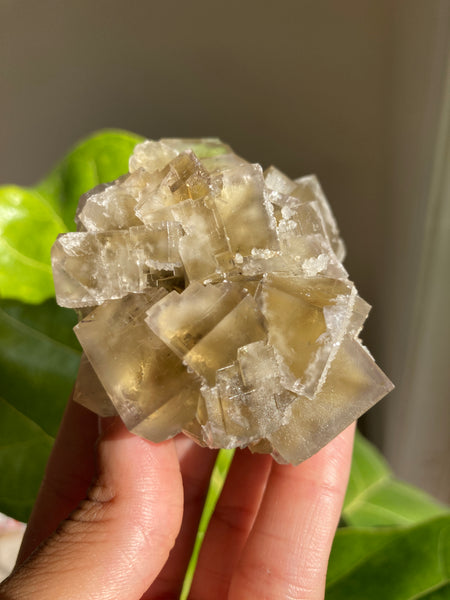 Lady Annabella Mine Fluorite - Harvest Pocket