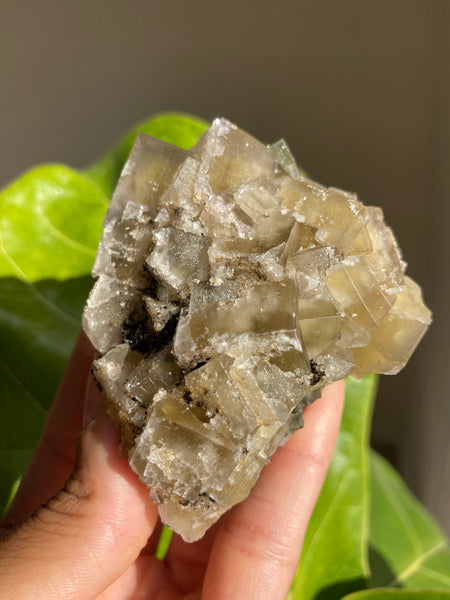 Lady Annabella Mine Fluorite - Harvest Pocket