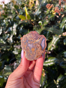 Coyamito Agate