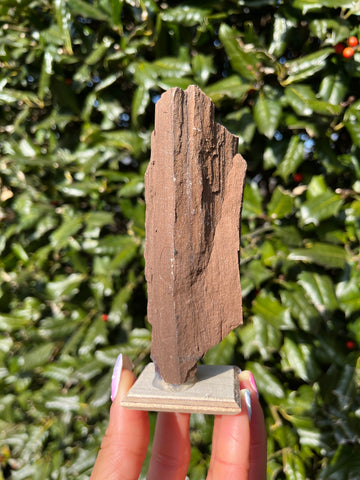 Permineralized Wood