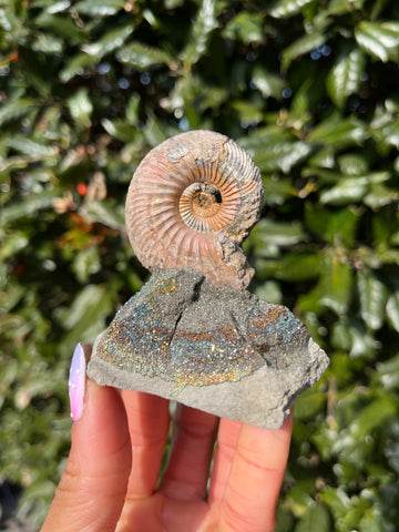 Ammonite x Chalcopyrite