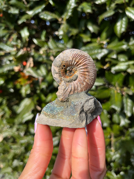 Ammonite x Chalcopyrite