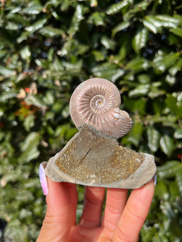 Ammonite x Chalcopyrite