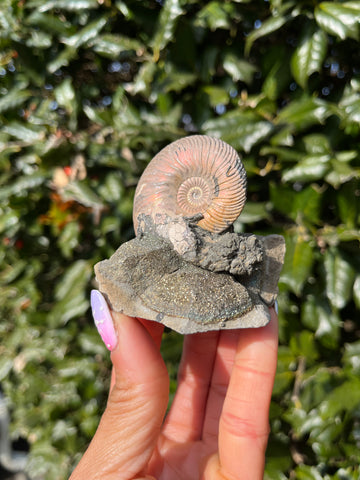 Ammonite x Chalcopyrite