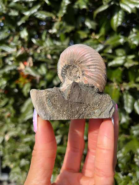 Ammonite x Chalcopyrite