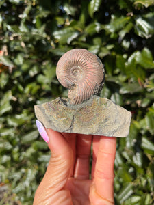 Ammonite x Chalcopyrite