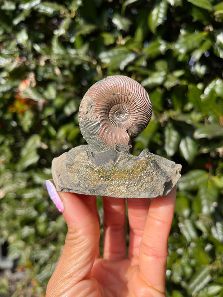 Ammonite x Chalcopyrite