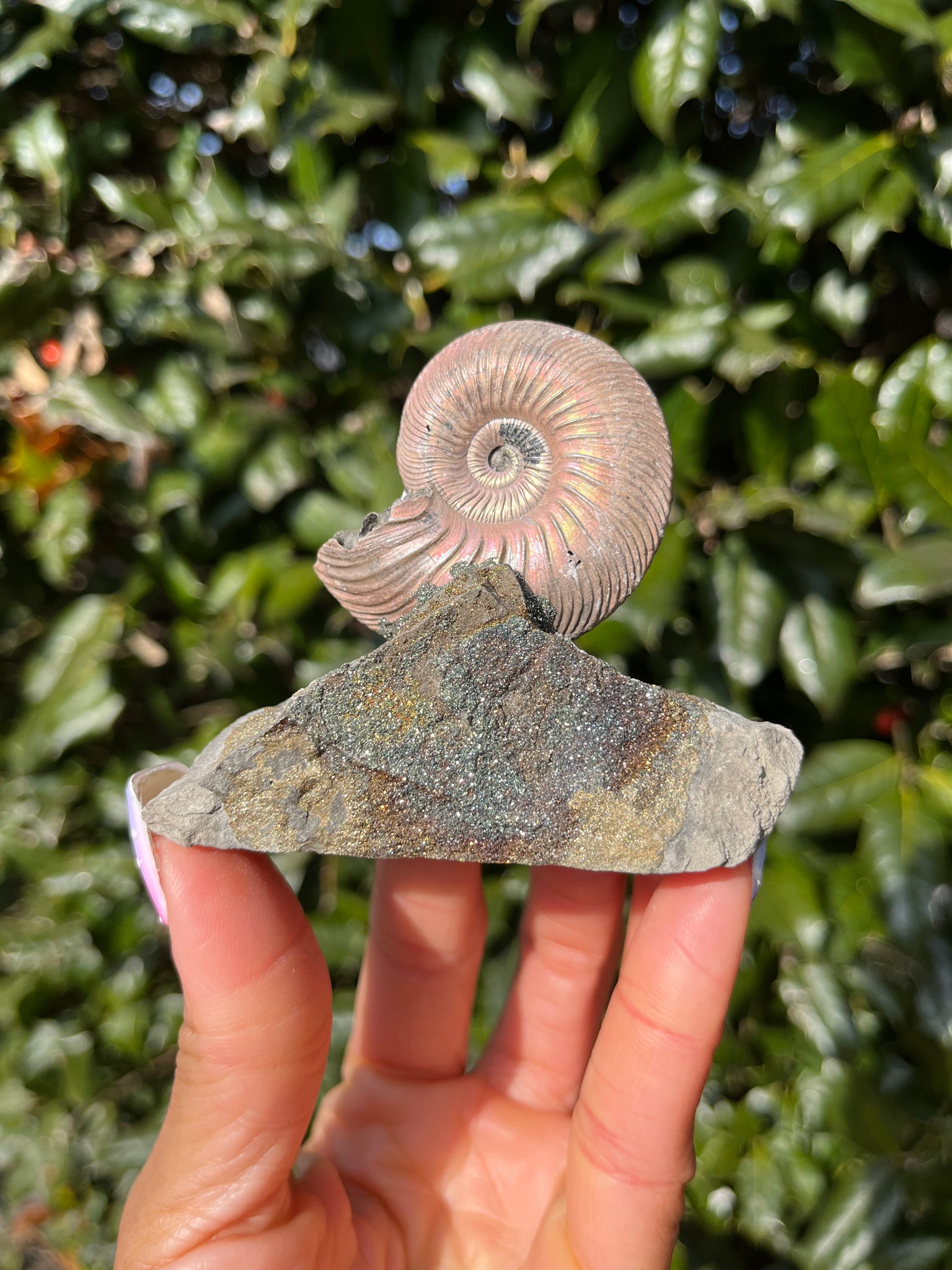 Ammonite x Chalcopyrite