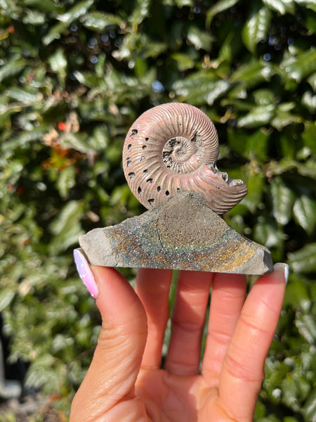 Ammonite x Chalcopyrite