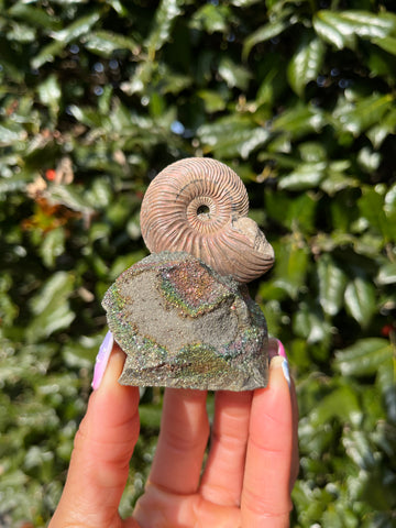 Ammonite x Chalcopyrite