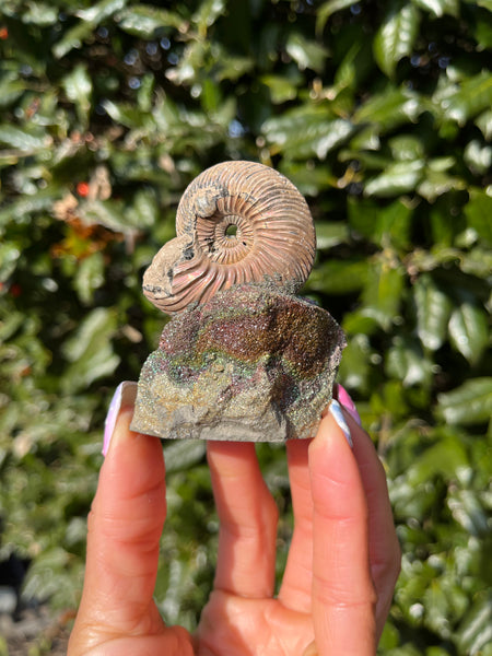 Ammonite x Chalcopyrite