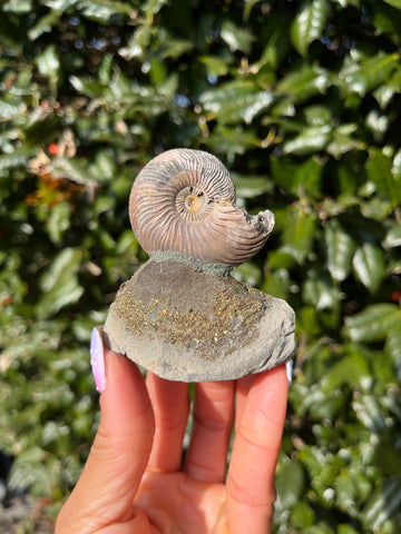 Ammonite x Chalcopyrite