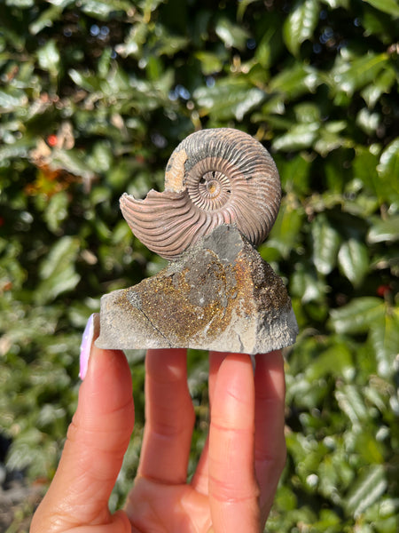 Ammonite x Chalcopyrite