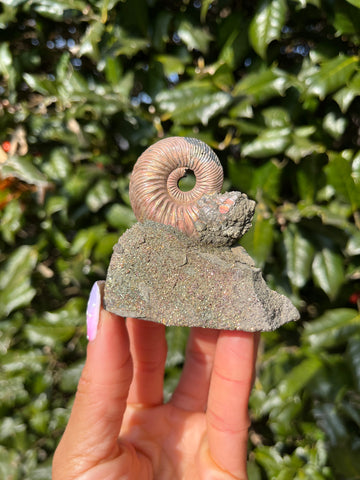 Ammonite x Chalcopyrite