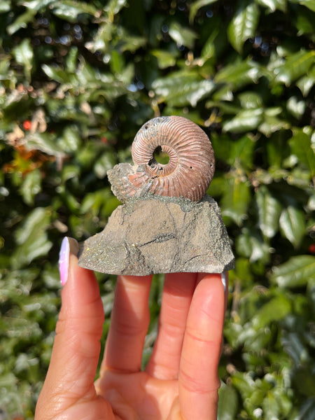 Ammonite x Chalcopyrite