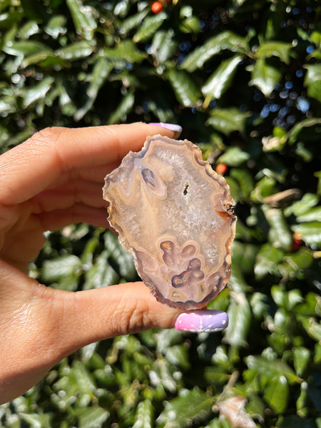 Coyamito Agate