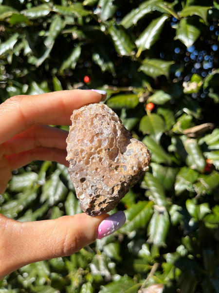 Coyamito Agate