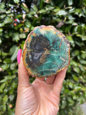 Green Petrified Wood