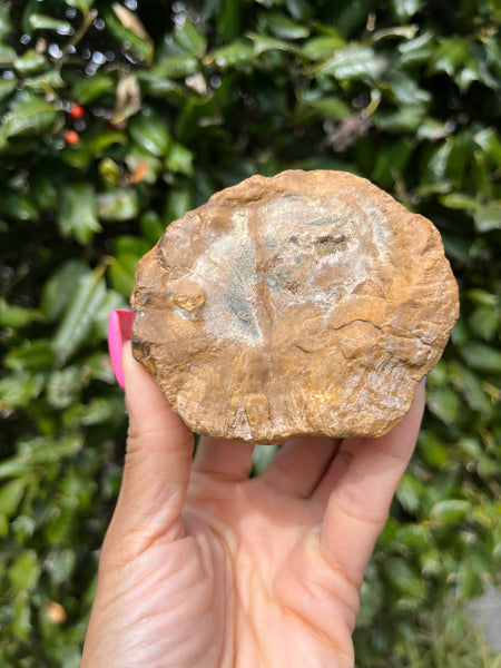 Green Petrified Wood