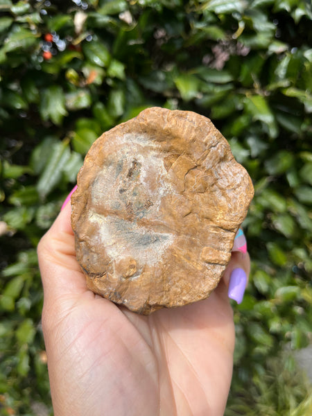 Green Petrified Wood