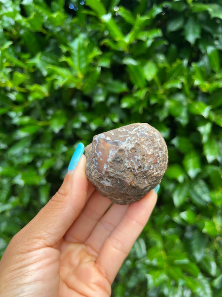 Coyamito Agate